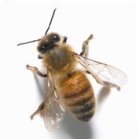 Пчелиный подмор