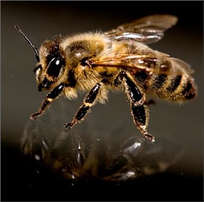 пчелиный яд 