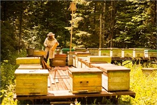 История пчеловодства на Руси